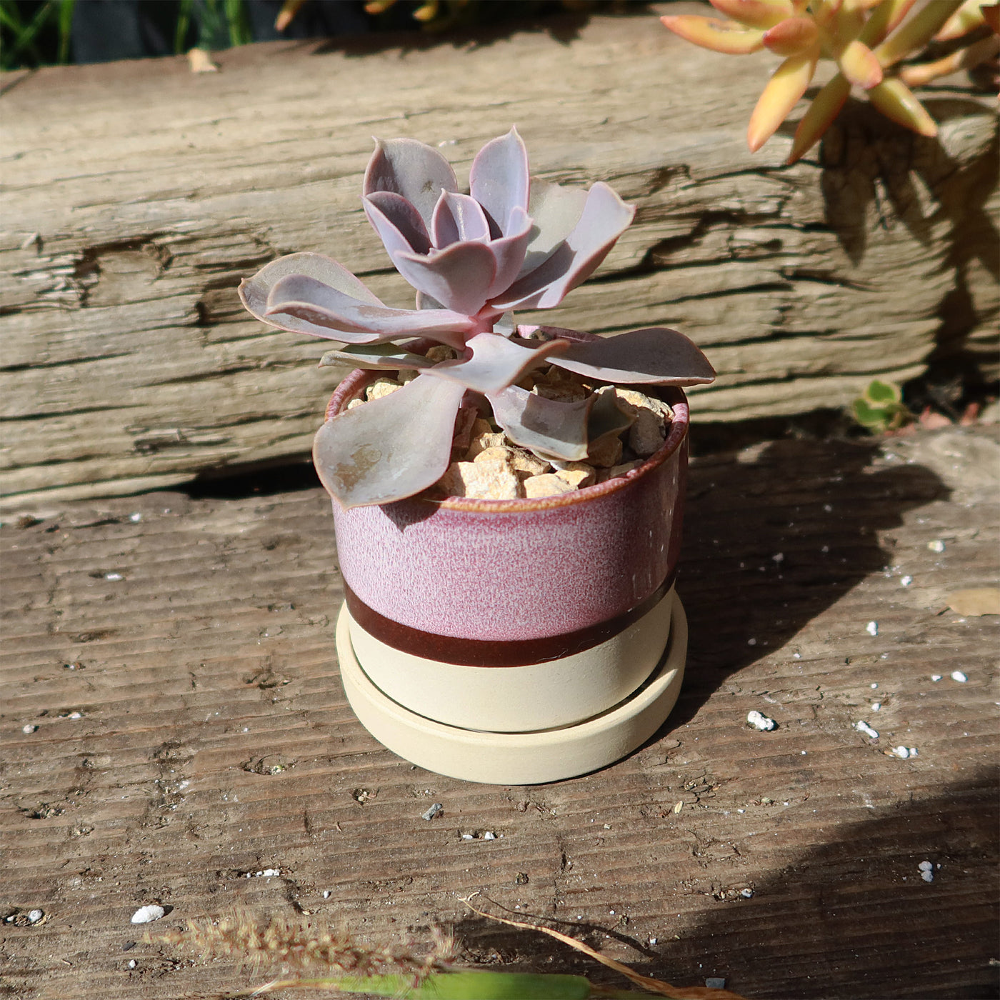 3 plant saucer Minute Pot and Saucer – Planet Desert