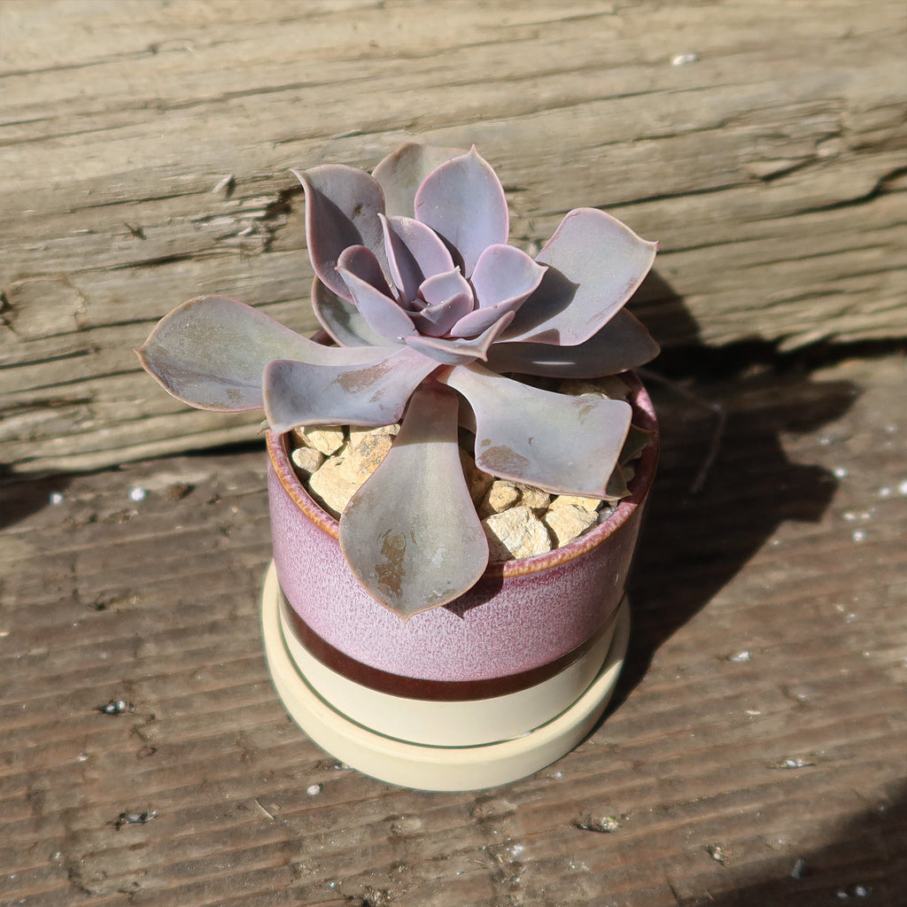 Minute Pot and Saucer