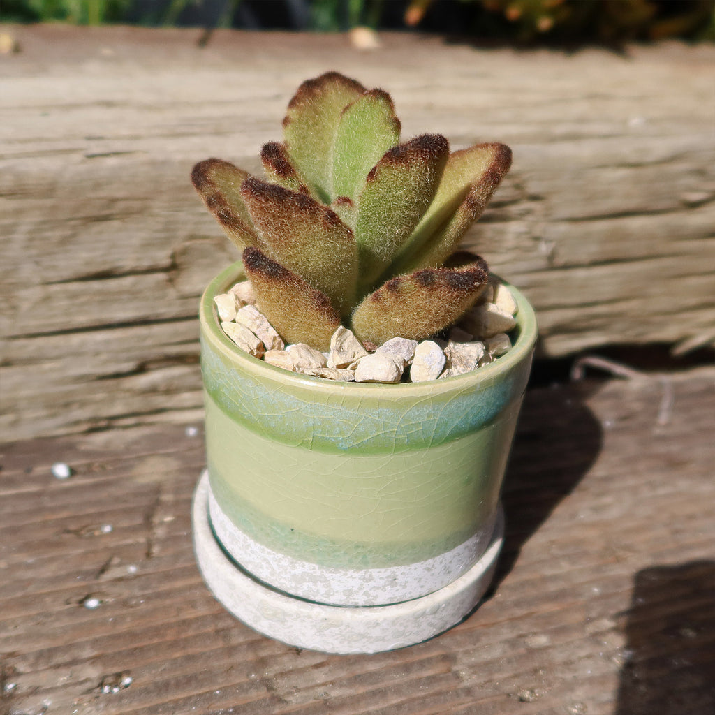 Minute Pot and Saucer