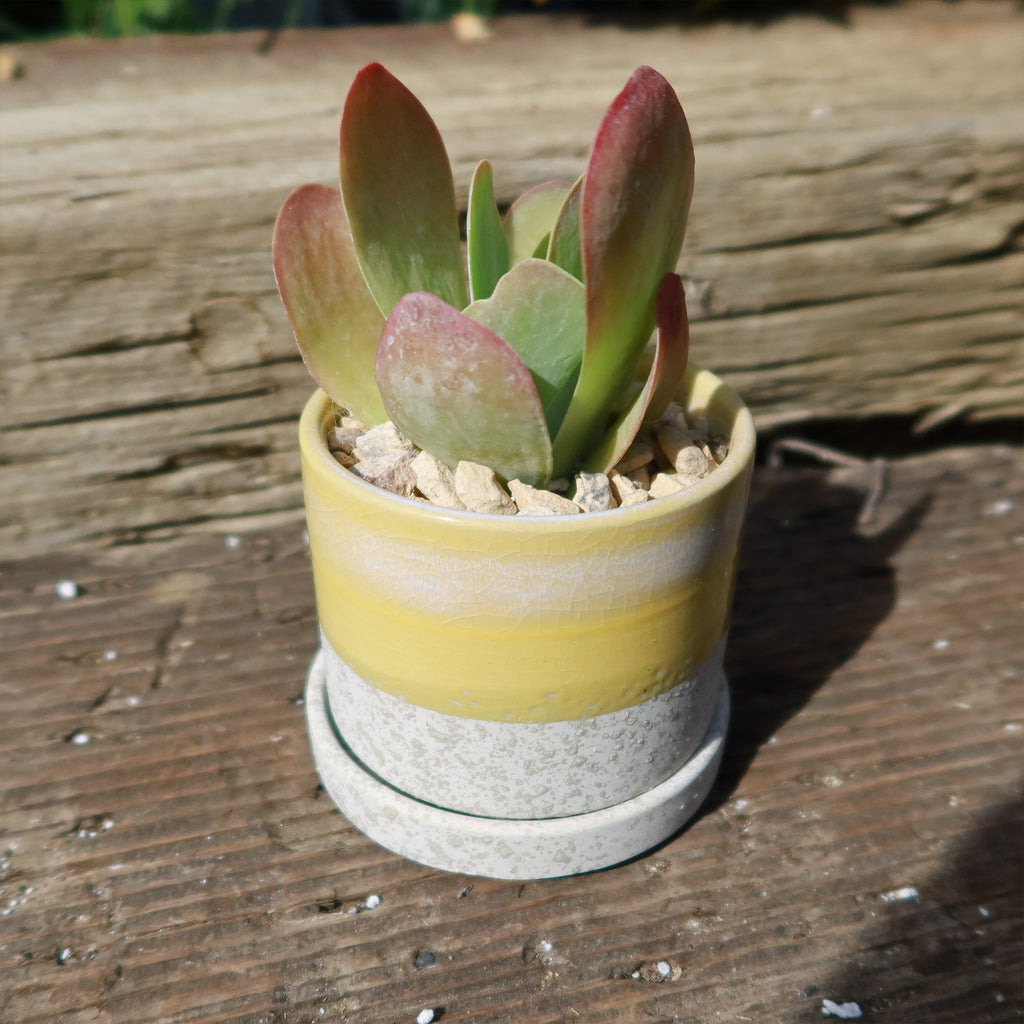 Minute Pot and Saucer