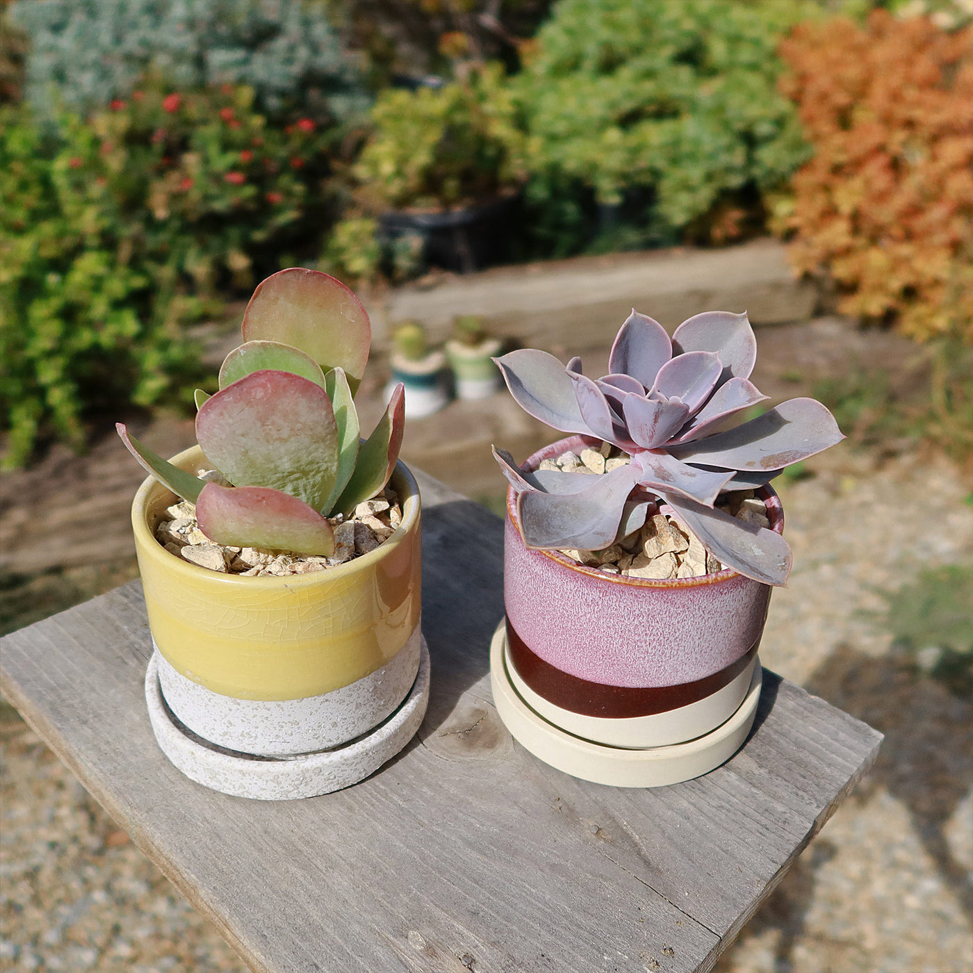 mini plant saucer Minute Pot and Saucer 3-Inch / Green Cement