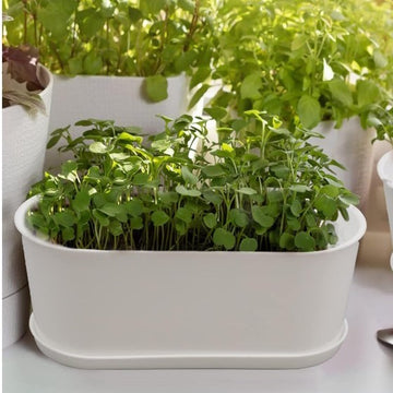Modern Succulent Planter With Saucer for Plant Window Box – Planet Desert