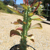 Monadenium spectabile