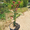 Monadenium spectabile