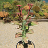 Monadenium spectabile