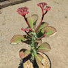 Monadenium spectabile