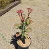 Monadenium spectabile