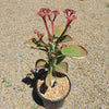 Monadenium spectabile