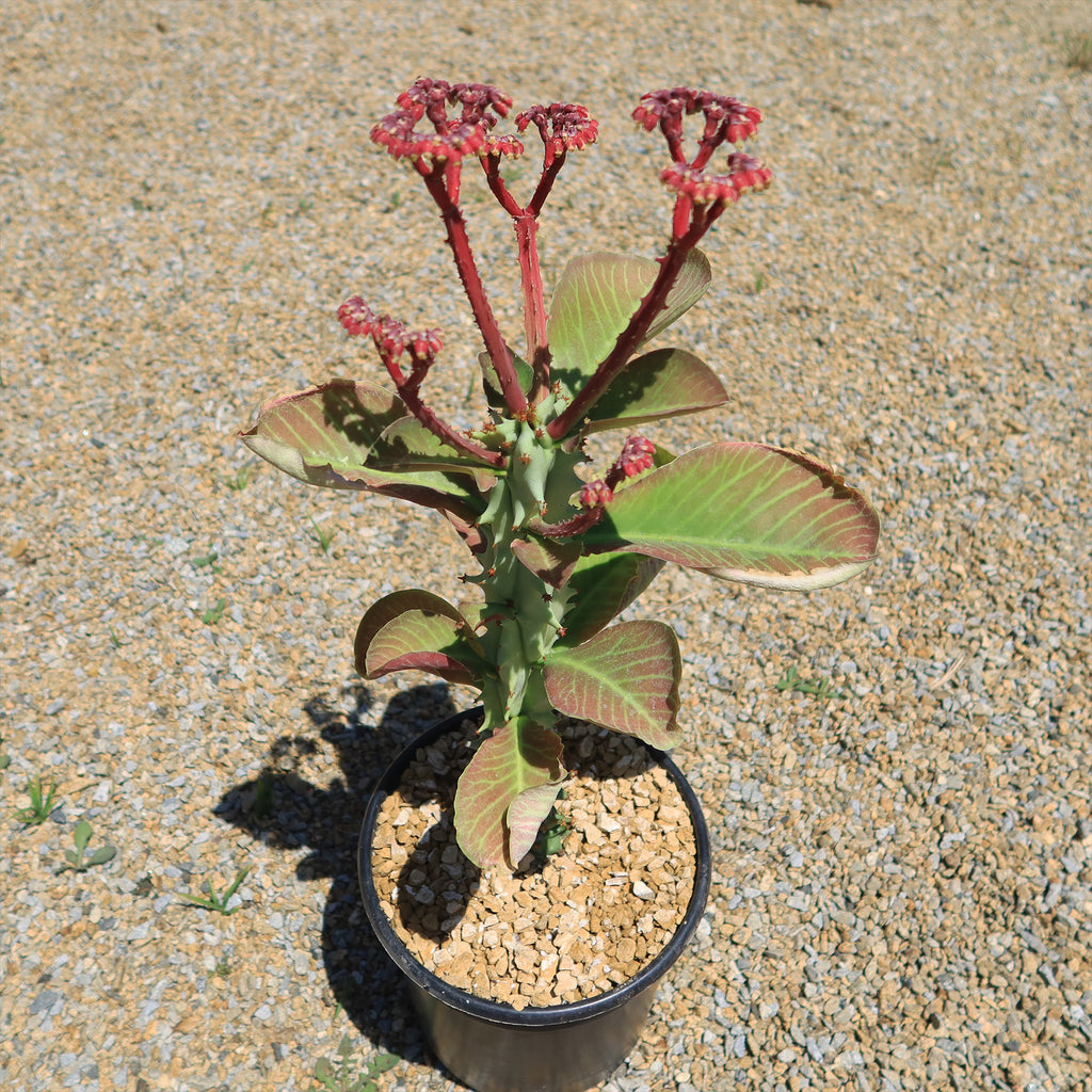 Monadenium spectabile