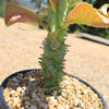 Monadenium spectabile