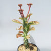 Monadenium spectabile