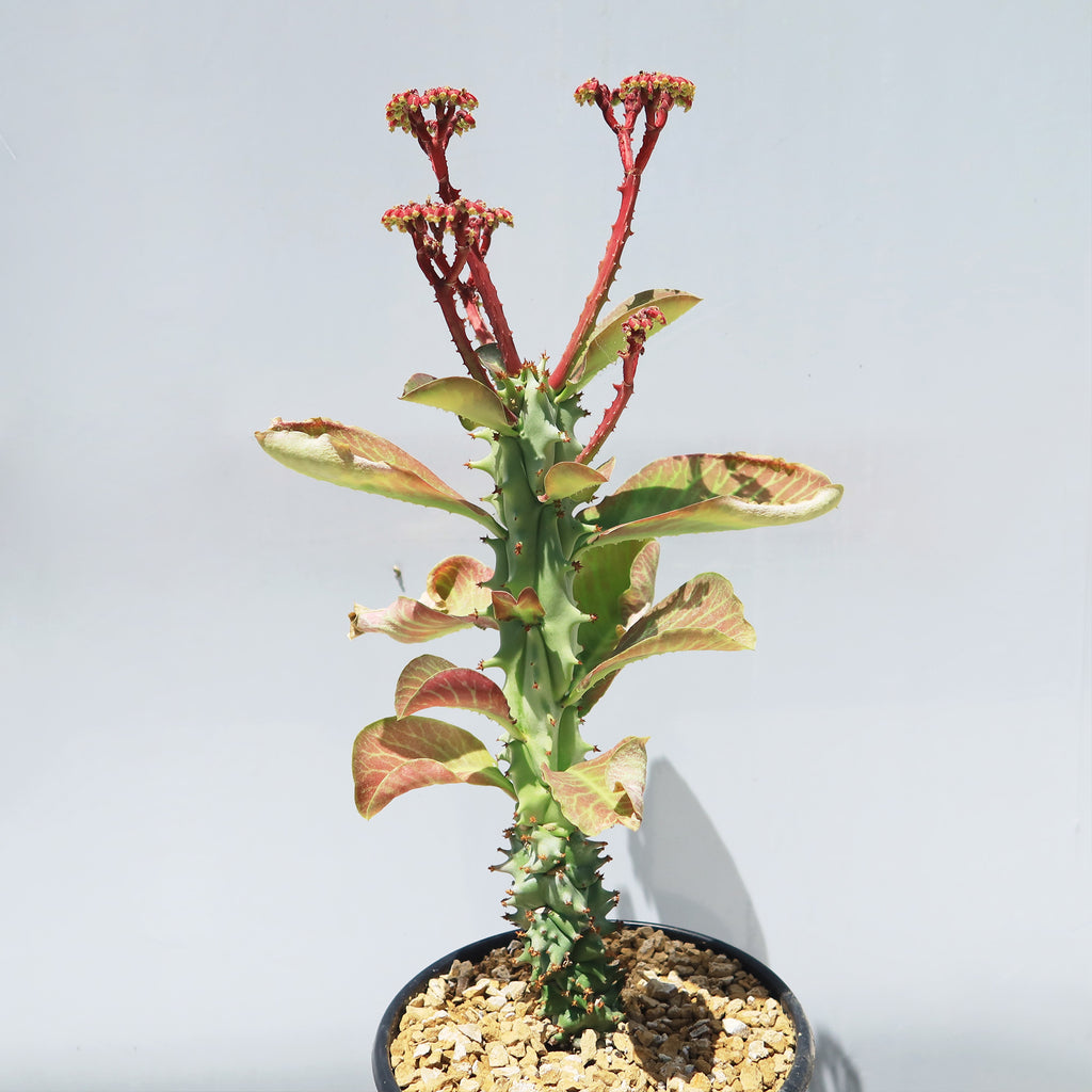 Monadenium spectabile