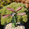 Monadenium spectabile