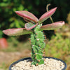 Monadenium spectabile