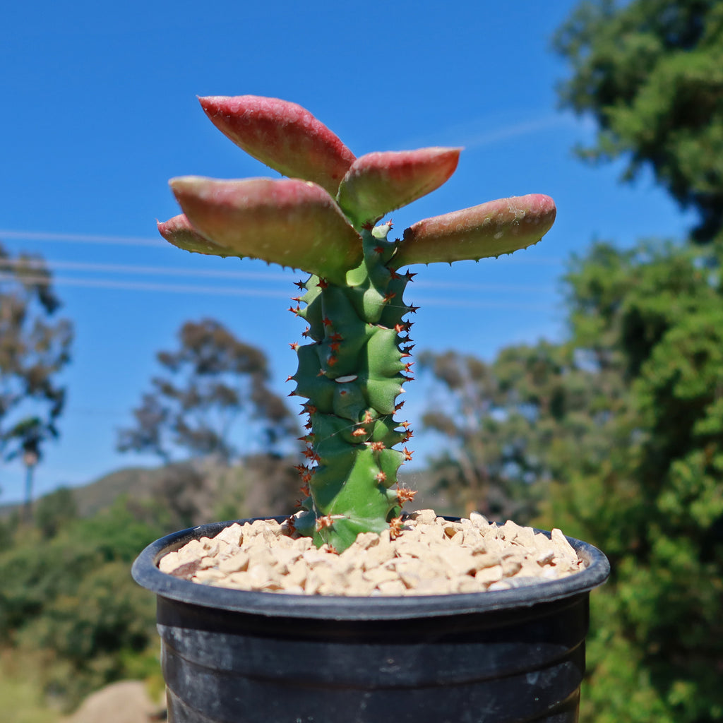 Monadenium spectabile