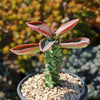 Monadenium spectabile