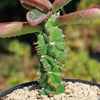 Monadenium spectabile