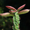 Monadenium spectabile