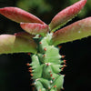 Monadenium spectabile