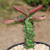 Monadenium spectabile