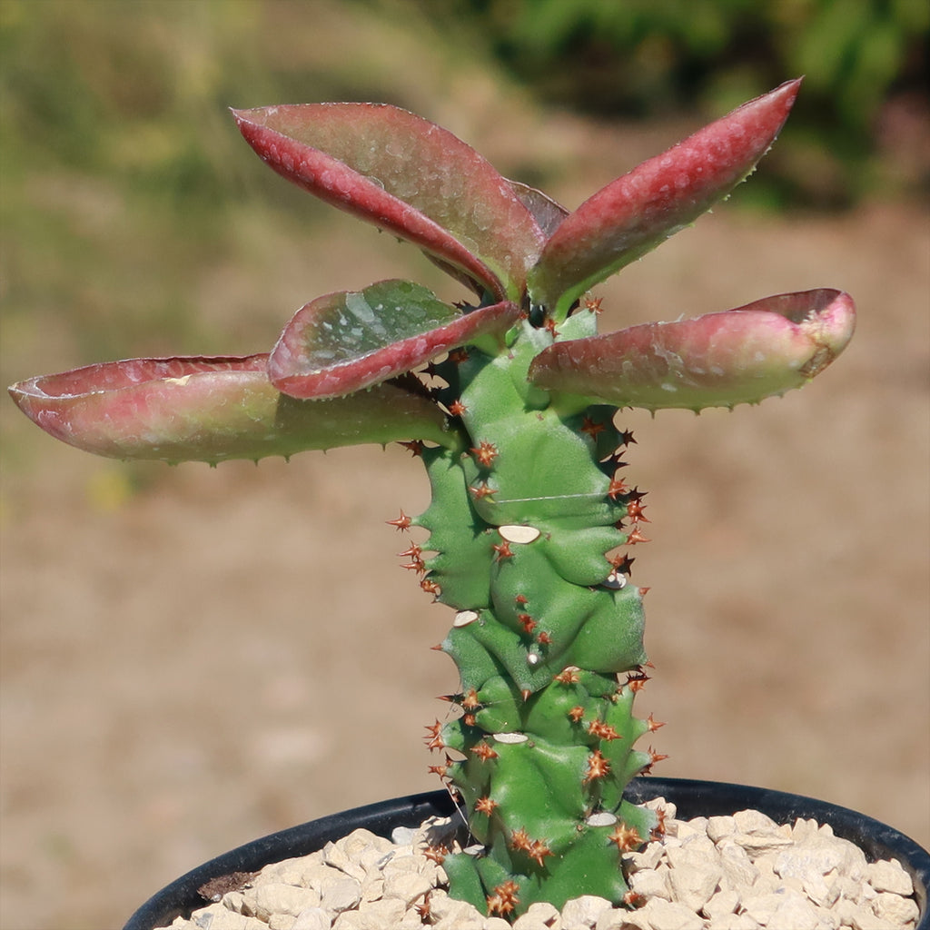 Monadenium spectabile