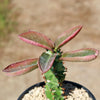 Monadenium spectabile