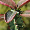 Monadenium spectabile