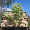 Monadenium stapelioides &