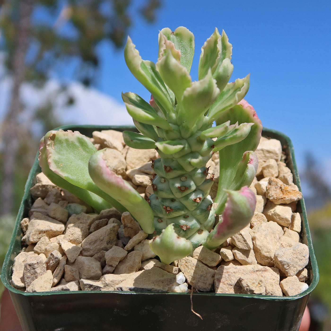 variegated succulent plants Monadenium stapelioides 'variegated'