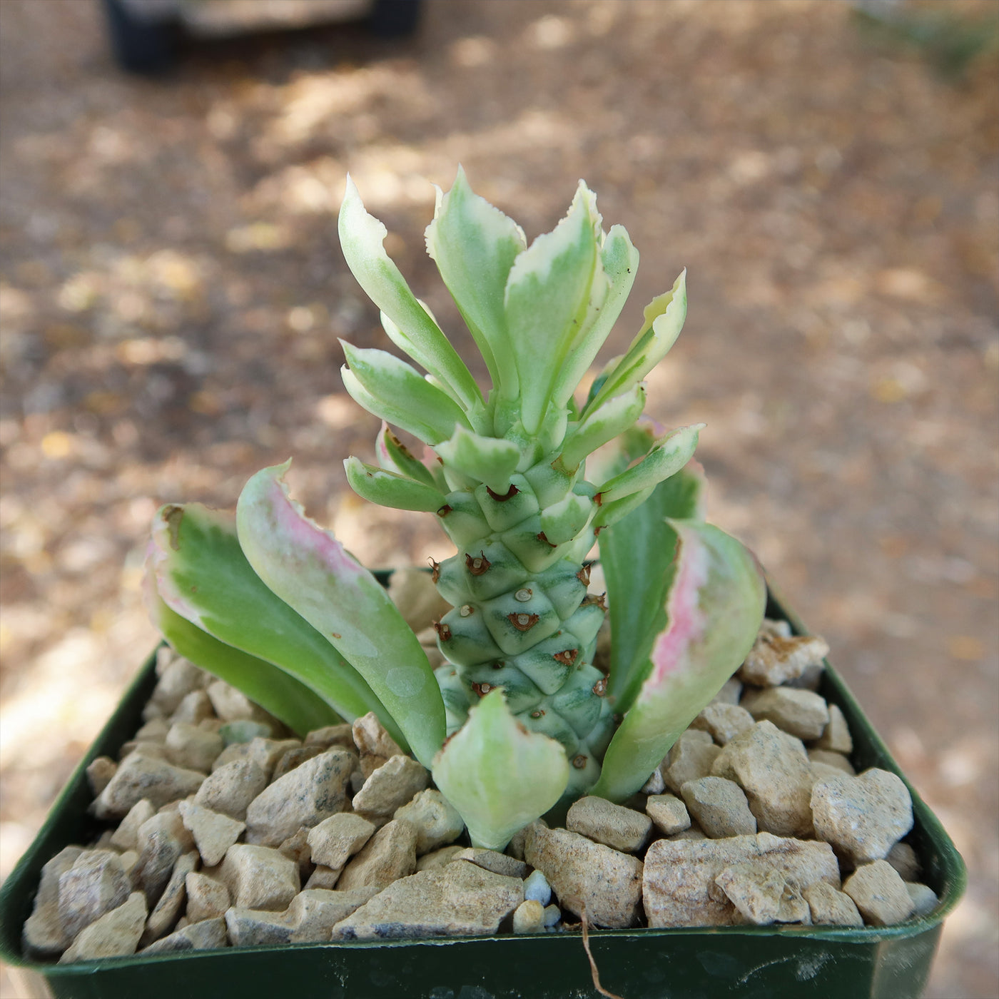 Monadenium stapelioides 'variegated'