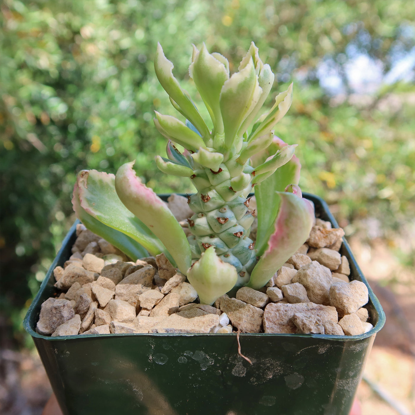 Monadenium stapelioides 'variegated'