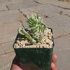 Monadenium stapelioides &