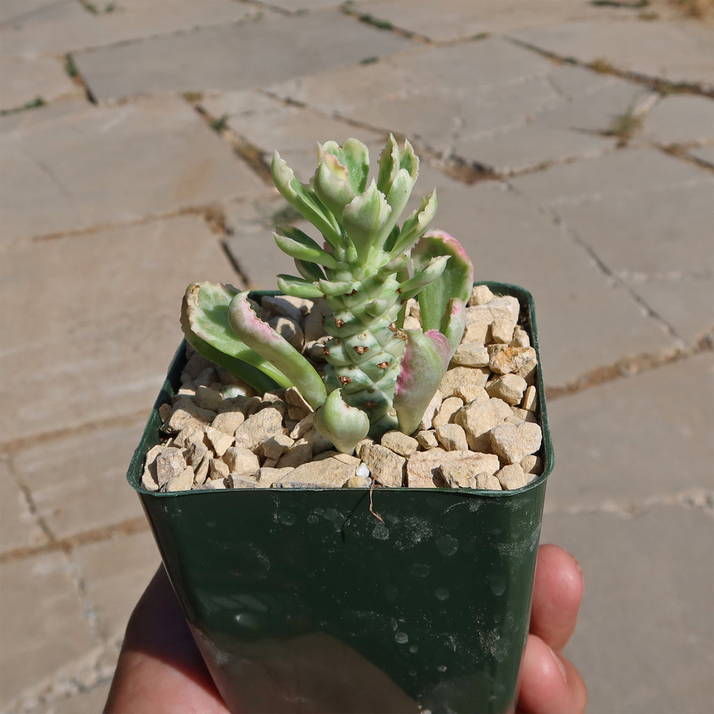 Monadenium stapelioides &