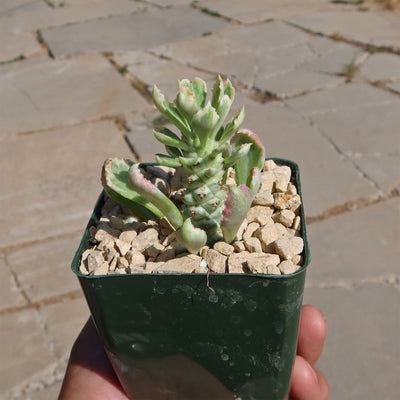 Monadenium stapelioides 'variegated'