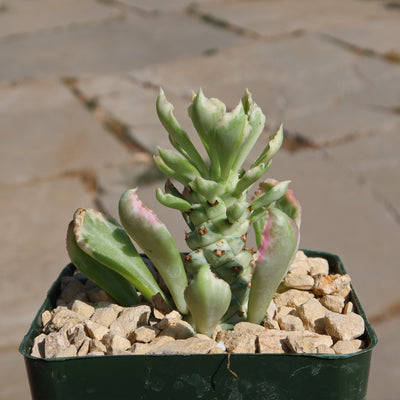 Monadenium stapelioides 'variegated'