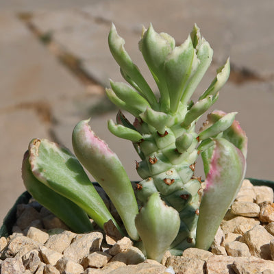 Monadenium stapelioides 'variegated'