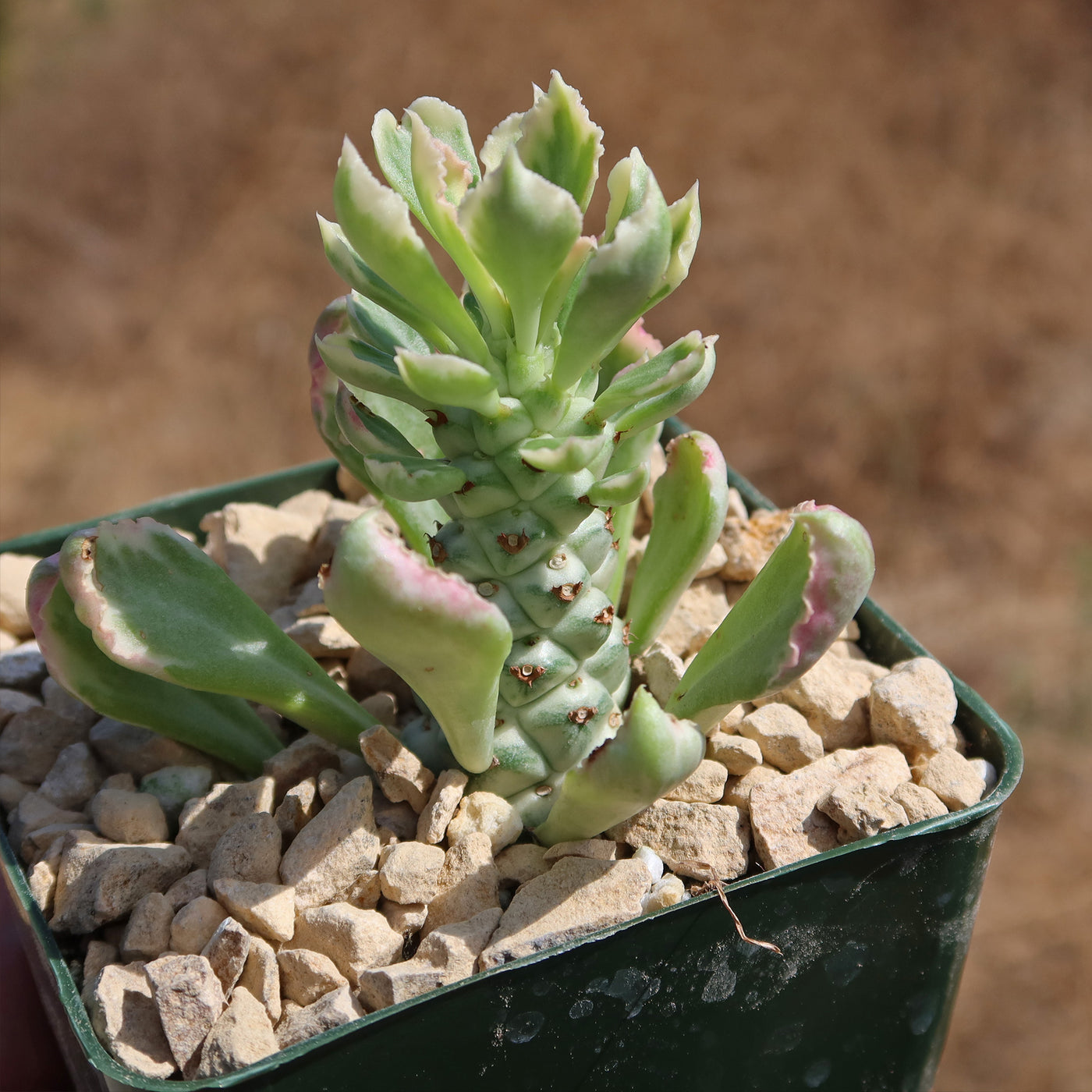 Monadenium stapelioides 'variegated'