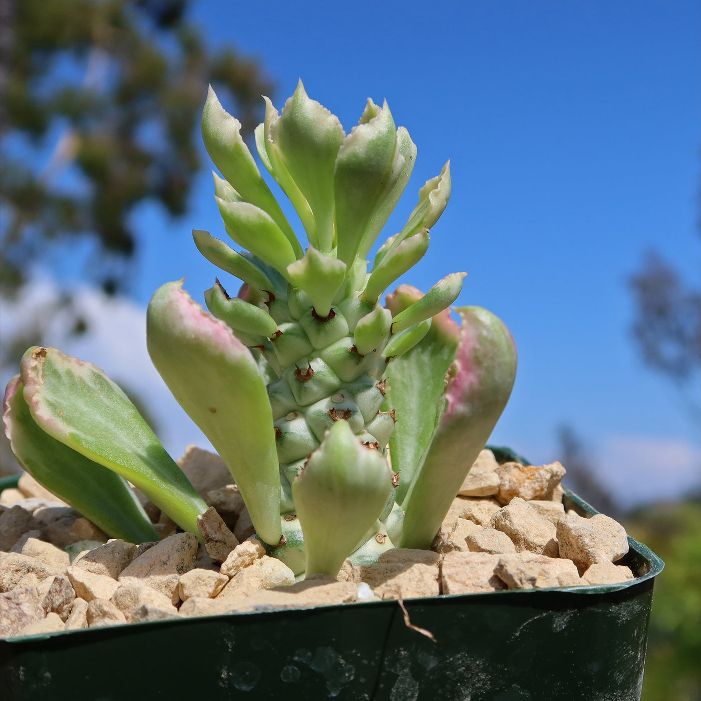 Monadenium stapelioides 'variegated'