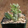 Monadenium stapelioides &