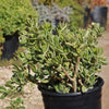 Variegated Jade Plant &