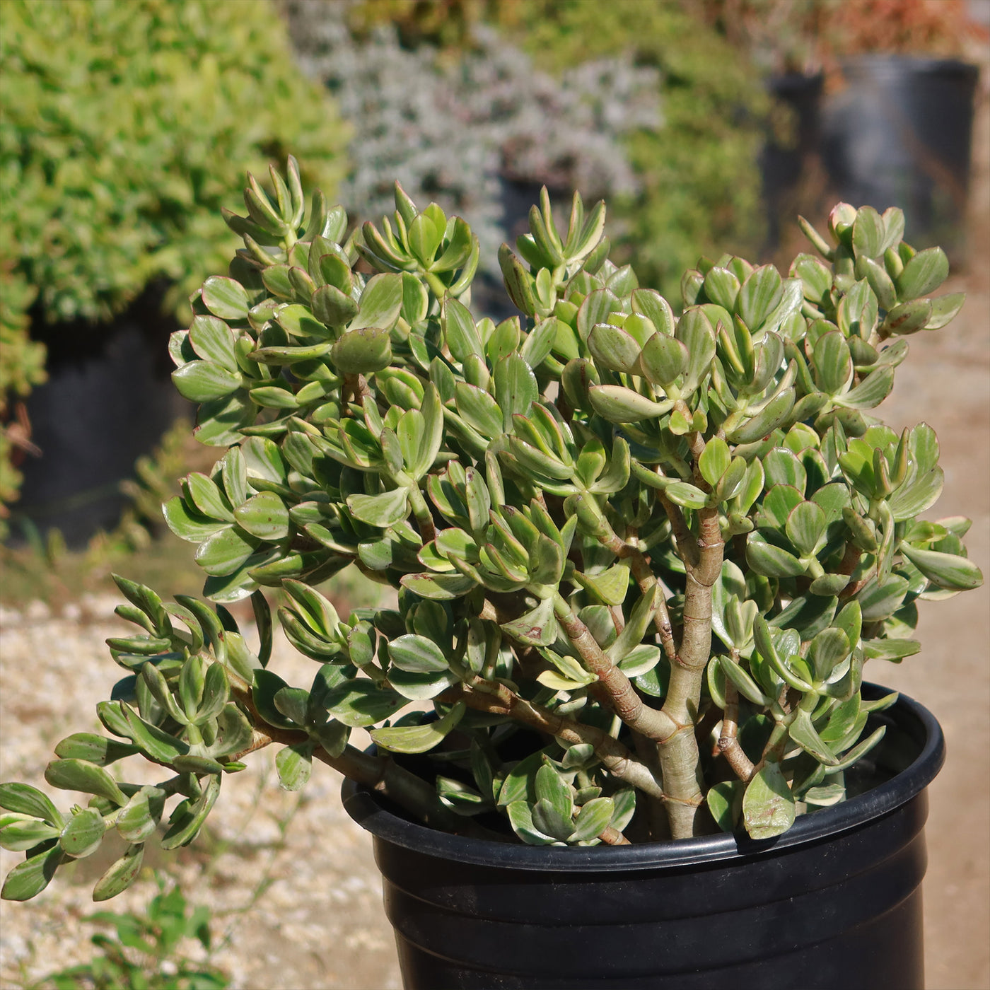 variegated jade plant care Variegated Jade Plant 'Crassula ovata Variegata'