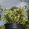 Variegated Jade Plant &