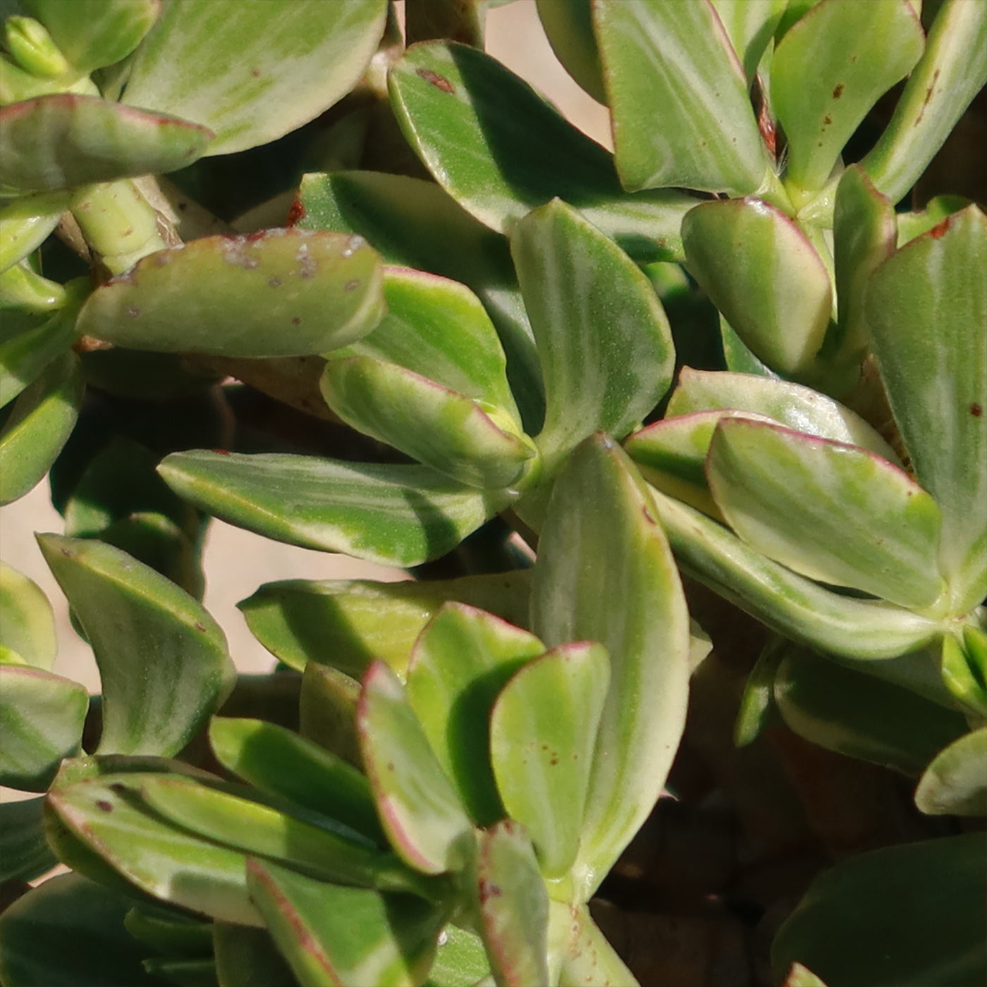 Variegated Jade Plant 'Crassula ovata Variegata'