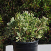 Variegated Jade Plant &