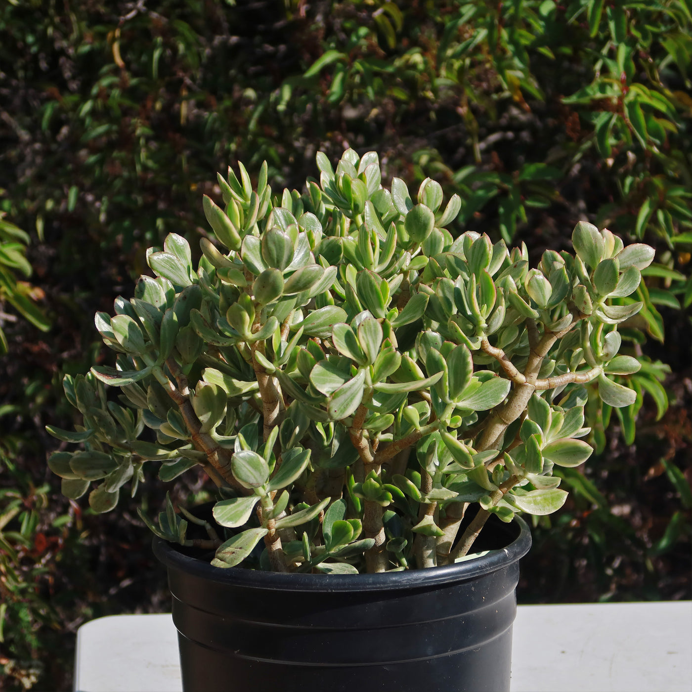 tricolor jade plant care Variegated Jade Plant 'Crassula ovata Variegata'