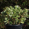 Variegated Jade Plant &