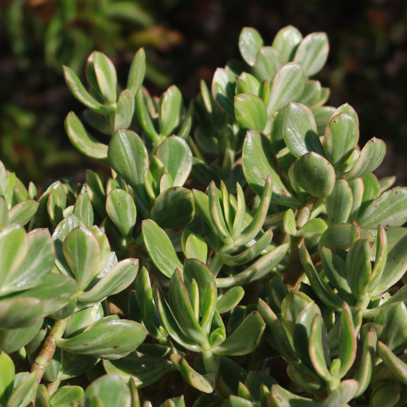 variegated jade plants Variegated Jade Plant 'Crassula ovata Variegata' - Fast Delivery