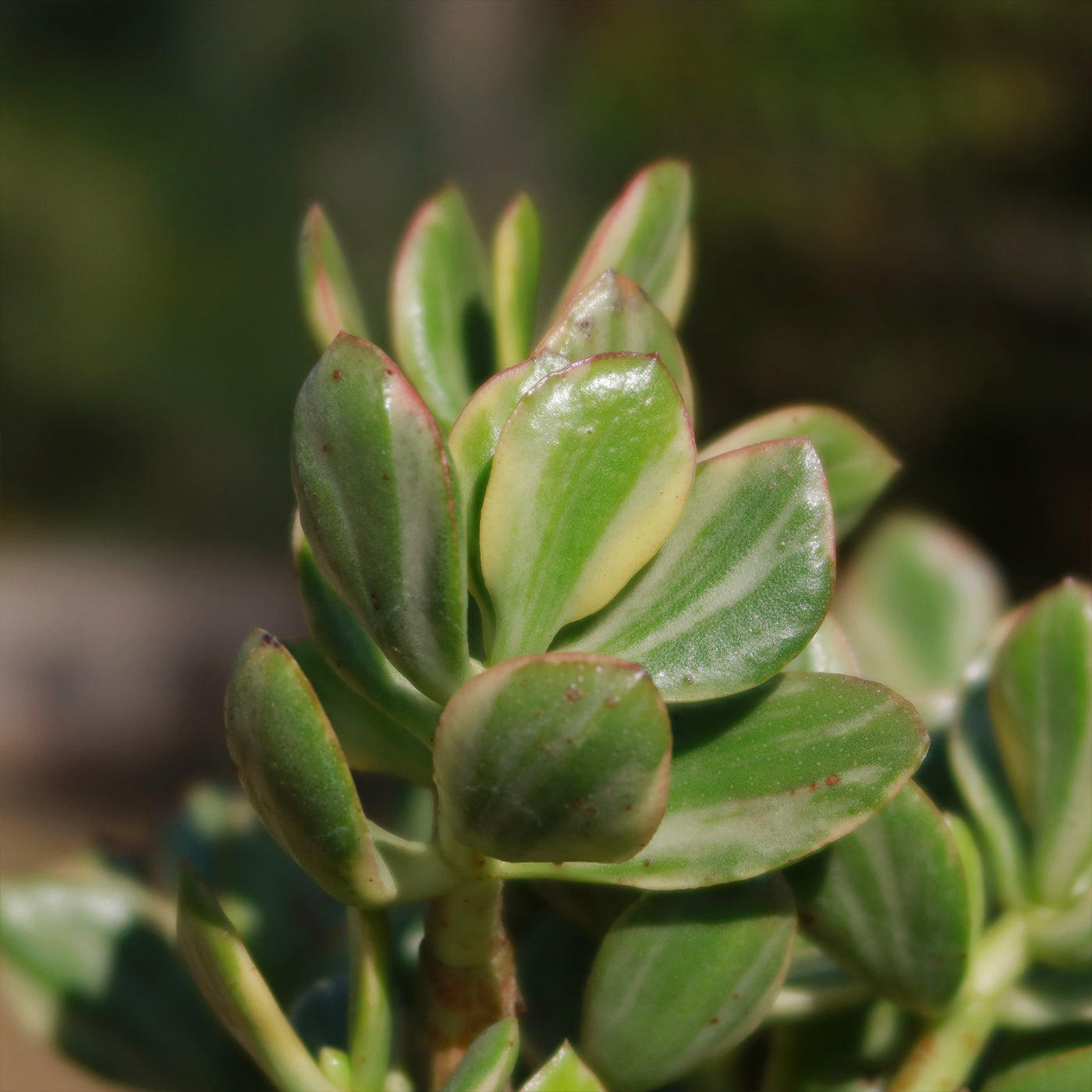 variegated jade plant rare Variegated Jade Plant 'Crassula ovata Variegata' - Fast Delivery