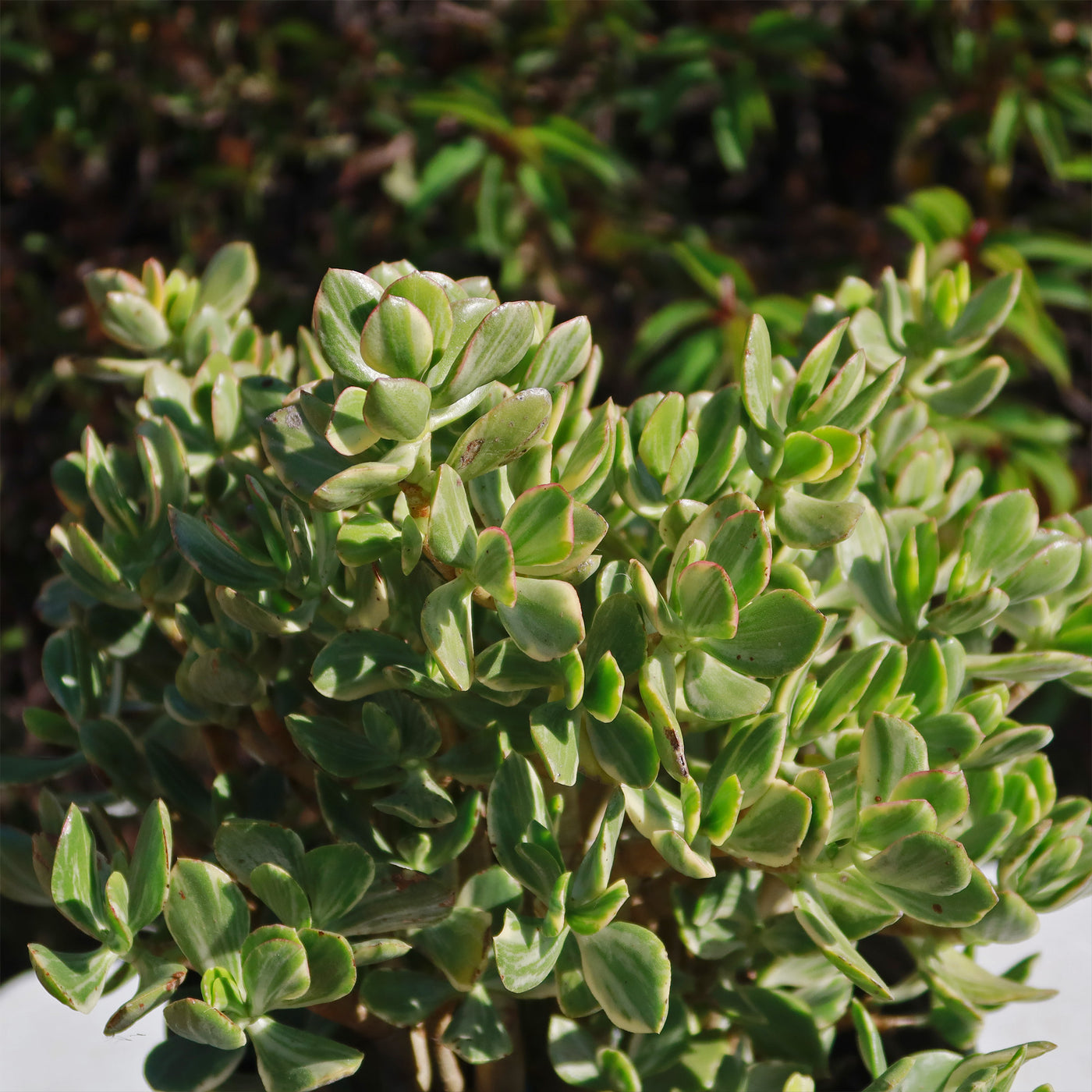 jade plant fluorescent light Variegated Jade Plant 'Crassula ovata Variegata' - Fast Delivery