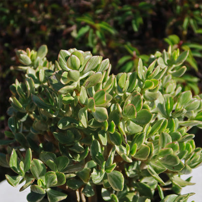 Variegated Jade Plant 'Crassula ovata Variegata'